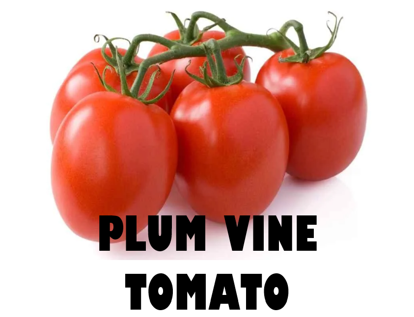 Stem of Plum Tomato