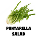 Puntarella Salad