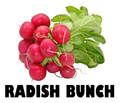 Red Radish Bunch
