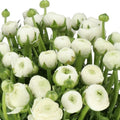 RANUNCULUS AAZUR WHITE (Batches of 10 stems)