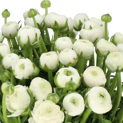 RANUNCULUS AAZUR WHITE (Batches of 10 stems)