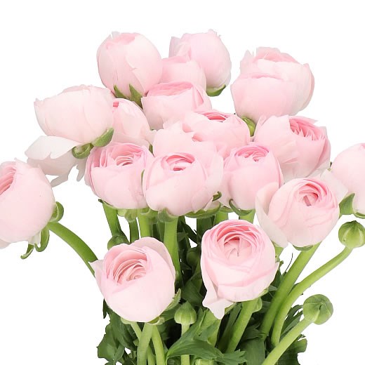 RANUNCULUS CLOONY HANOI PINK  (Batches of 10 stems)