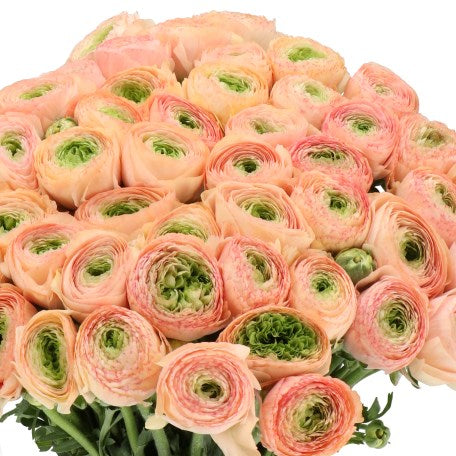 RANUNCULUS CLOONY TUAREG (Batches of 10 stems)