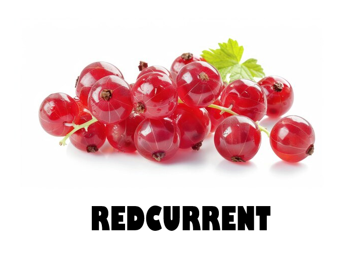 Redcurrent Pack 125g