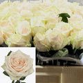 ROSE DORCHESTER (Batches of 10 stems)