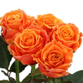ROSE NOVI (Batches of 10 stems)
