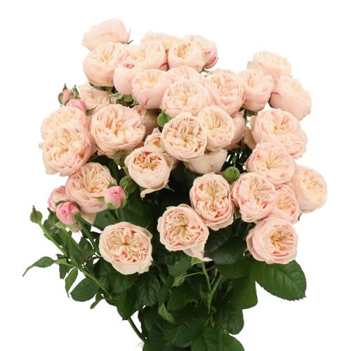 ROSE SPRAY ROYAL BLUSH (Batches of 10 stems)