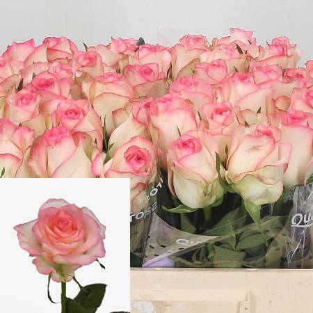 Rose Jumilia (Batches of 10 stems)