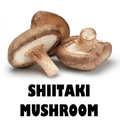 SHIITAKI MUSHROOM - 250g