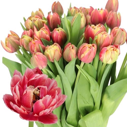 TULIPS COLUMBUS (Batches of 10 stems)