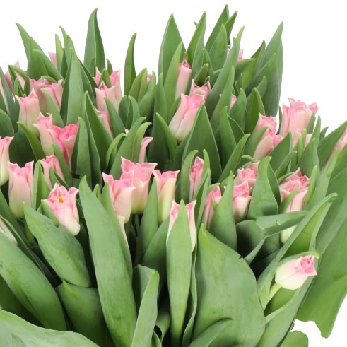 TULIPS CROWN DYNASTY (Batches of 10 stems)