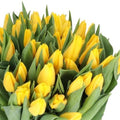 TULIPS LIONS GLORY (Batches of 10 stems)