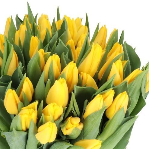 TULIPS LIONS GLORY (Batches of 10 stems)