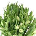 TULIPS NORTHCAP (Batches of 10 stems)