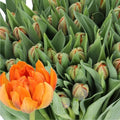 TULIPS ORANGE PRINCES (Batches of 10 stems)