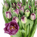 TULIPS PYTHON (Batches of 10 stems)