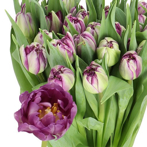 TULIPS PYTHON (Batches of 10 stems)