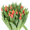 TULIPS RAMBO (Batches of 10 stems)