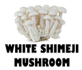 WHITE SHIMEJI MUSHROOM