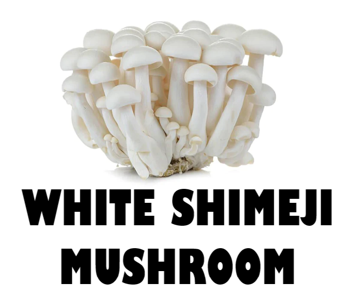WHITE SHIMEJI MUSHROOM