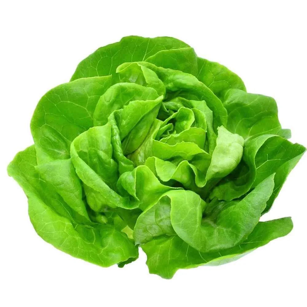 Round Lettuce