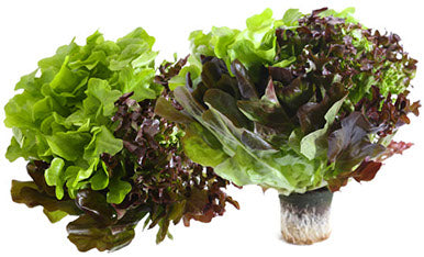 Lettuce Trio